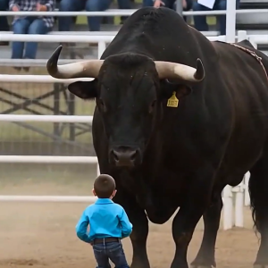 They called it a tragic accident, but a dead man’s bandana and a silent bull proved it was manslaughter.